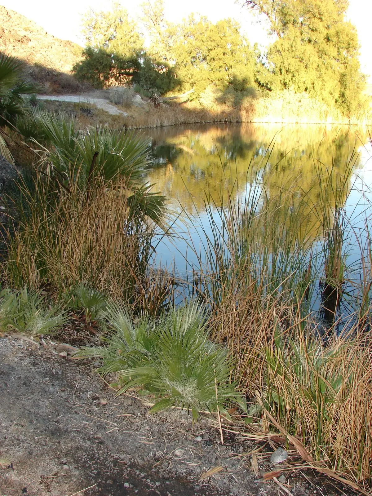 Rogers Spring, photo 2