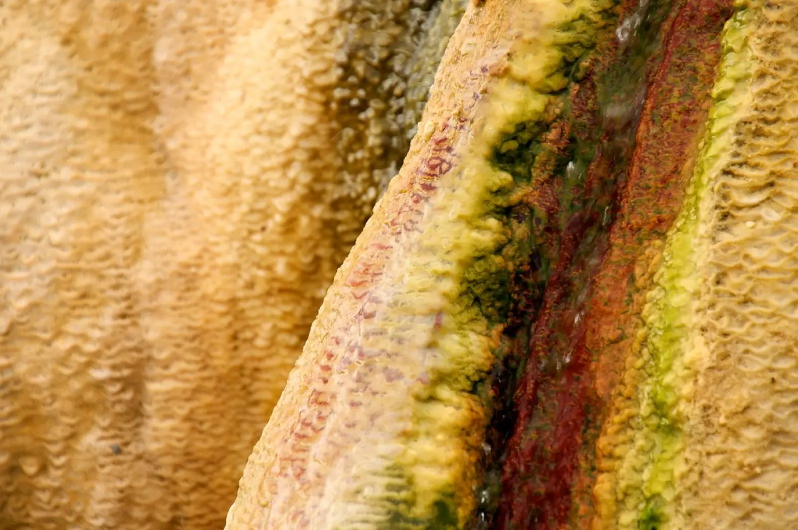 Travertine Hot Springs, photo 4